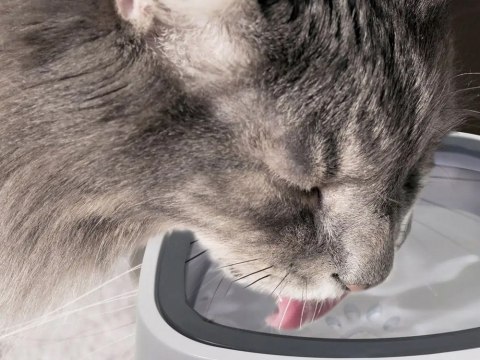 Miska na wodę pływająca dla psa i kota niechlapiąca 1l spowolniająca poidło Miska na wodę pływająca dla psa i kota niechlapiąca 1l spowolniająca poidło