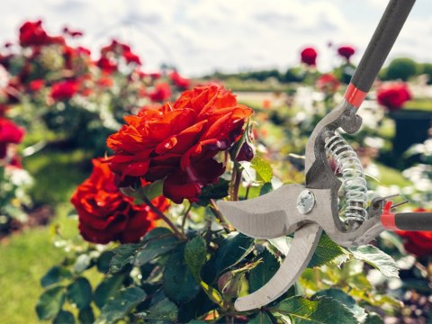 Sekator ogrodowy ręczny do gałęzi krzewów nożyce do przycinania kuty stal Sekator ogrodowy ręczny do gałęzi krzewów nożyce do przycinania kuty stal