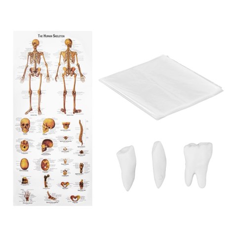 Model anatomiczny ludzkiego szkieletu 180 cm + Plakat anatomiczny Model anatomiczny ludzkiego szkieletu 180 cm + Plakat anatomiczny