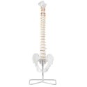 MODEL ANATOMICZNY KRĘGOSŁUPA CZŁOWIEKA Z MĘSKĄ MIEDNICĄ 76 CM