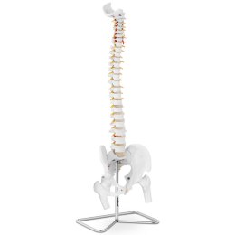 MODEL ANATOMICZNY LUDZKIEGO KRĘGOSŁUPA Z MIEDNICĄ MĘSKĄ 86 CM