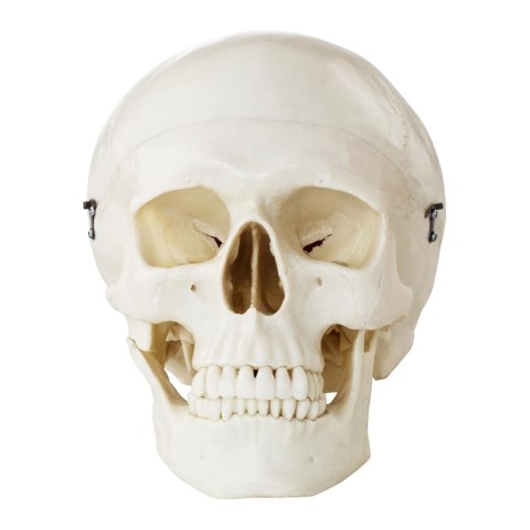 MODEL ANATOMICZNY LUDZKIEJ CZASZKI W SKALI 1:1 + ZĘBY 3 SZT. MODEL ANATOMICZNY LUDZKIEJ CZASZKI W SKALI 1:1 + ZĘBY 3 SZT.