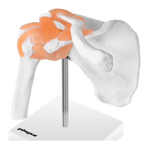 MODEL ANATOMICZNY STAWU BARKOWEGO W SKALI 1:1 MODEL ANATOMICZNY STAWU BARKOWEGO W SKALI 1:1