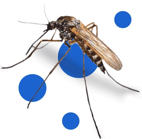 BROS - spray na komary i kleszcze 50% DEET 90ml - 1 szt. BROS - spray na komary i kleszcze 50% DEET 90ml - 1 szt.