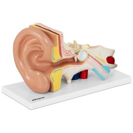 MODEL ANATOMICZNY 3D LUDZKIEGO UCHA