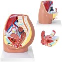 MODEL ANATOMICZNY MIEDNICY ŻEŃSKIEJ 3D W SKALI 1:1