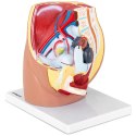 MODEL ANATOMICZNY MIEDNICY ŻEŃSKIEJ 3D W SKALI 1:1