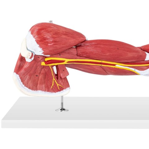MODEL ANATOMICZNY RAMIENIA 3D W SKALI 1:1 MODEL ANATOMICZNY RAMIENIA 3D W SKALI 1:1