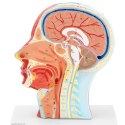 MODEL ANATOMICZNY 3D GŁOWY I SZYI CZŁOWIEKA SKALA 1:1